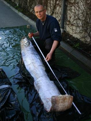 瑞典發現傳說中的大海蛇“鯡王皇帶魚”(圖)