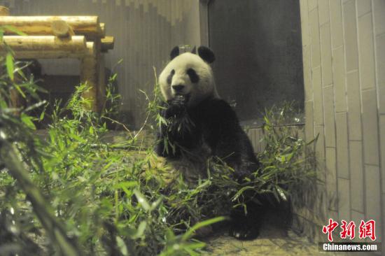 2011年2月22日，日本東京，雌性大熊貓“仙女”（“真真”）在上野動物園內。
