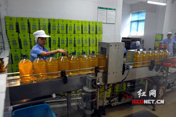 圖片說(shuō)明：盡管山潤(rùn)山茶油的生產(chǎn)線滿負(fù)荷，但要滿足市場(chǎng)的需求變得越來(lái)越吃力。