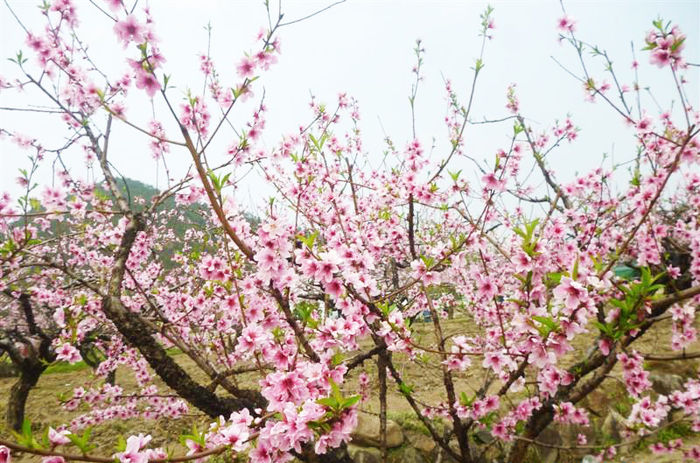 官溪桃花節-3.jpg