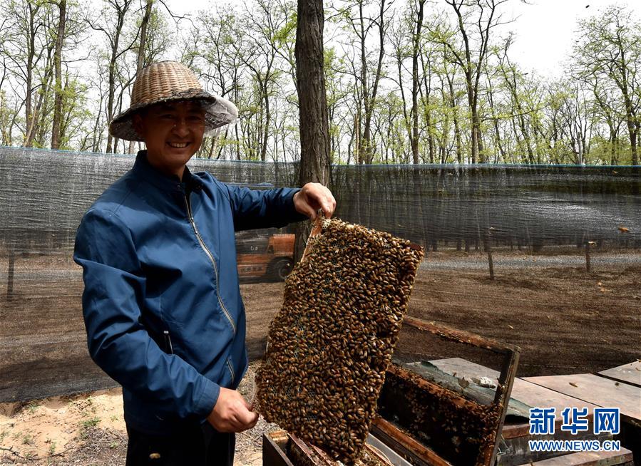 (在習近平新時代中國特色社會主義思想指引下——新時代新氣象新作為·圖文互動)(4)河南民權:三代造林人接力68年播綠黃河故道