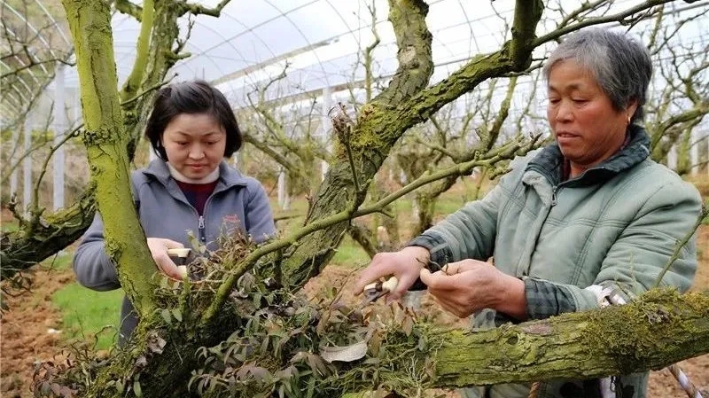 在建寧縣溪口鎮高圳村圍下嘴黃花梨種植基地，陳春花正在采收鐵皮石斛.webp.jpg